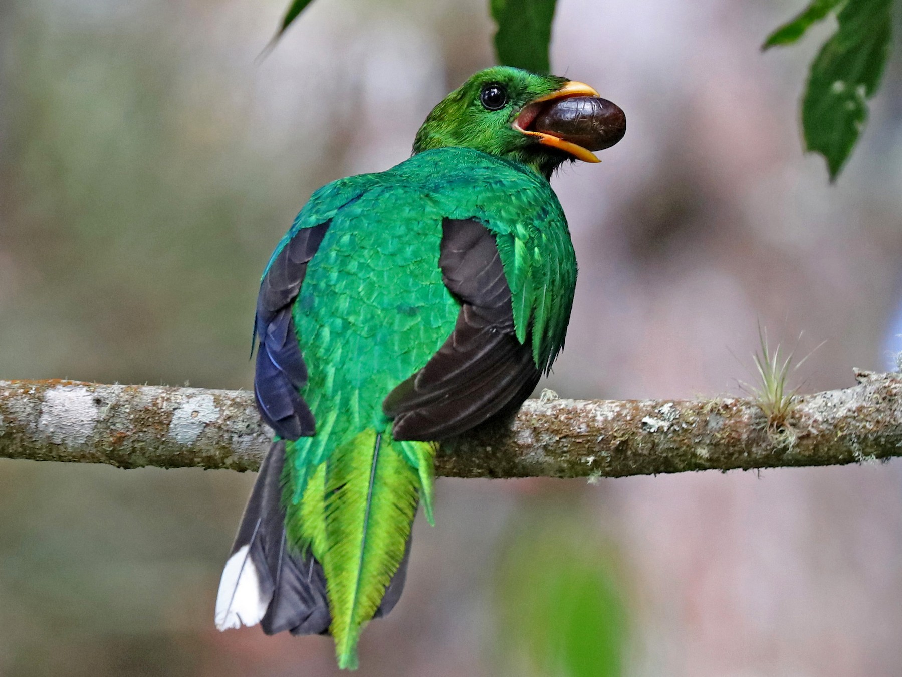 オジロカザリキヌバネドリ Ebird