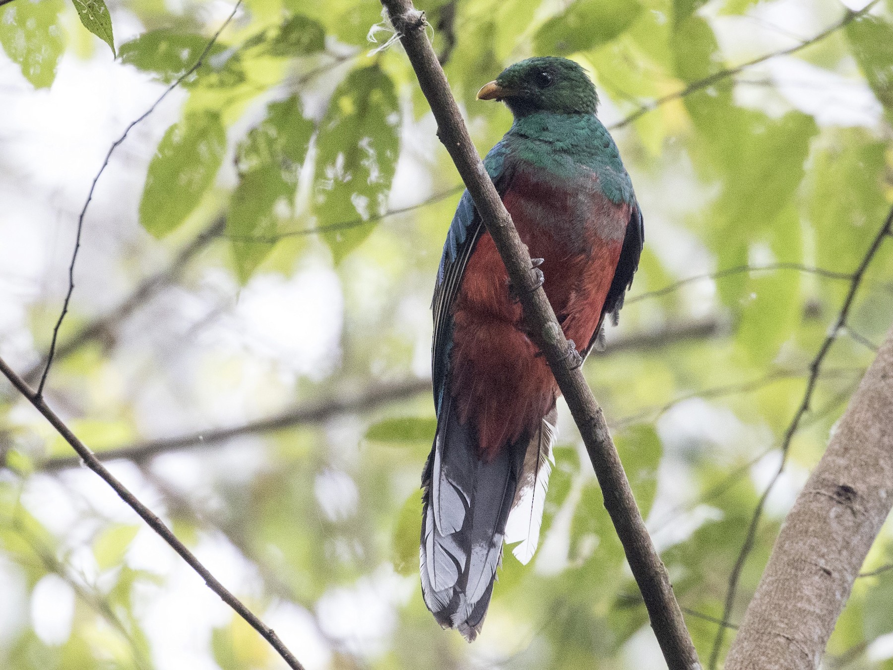 オジロカザリキヌバネドリ Ebird