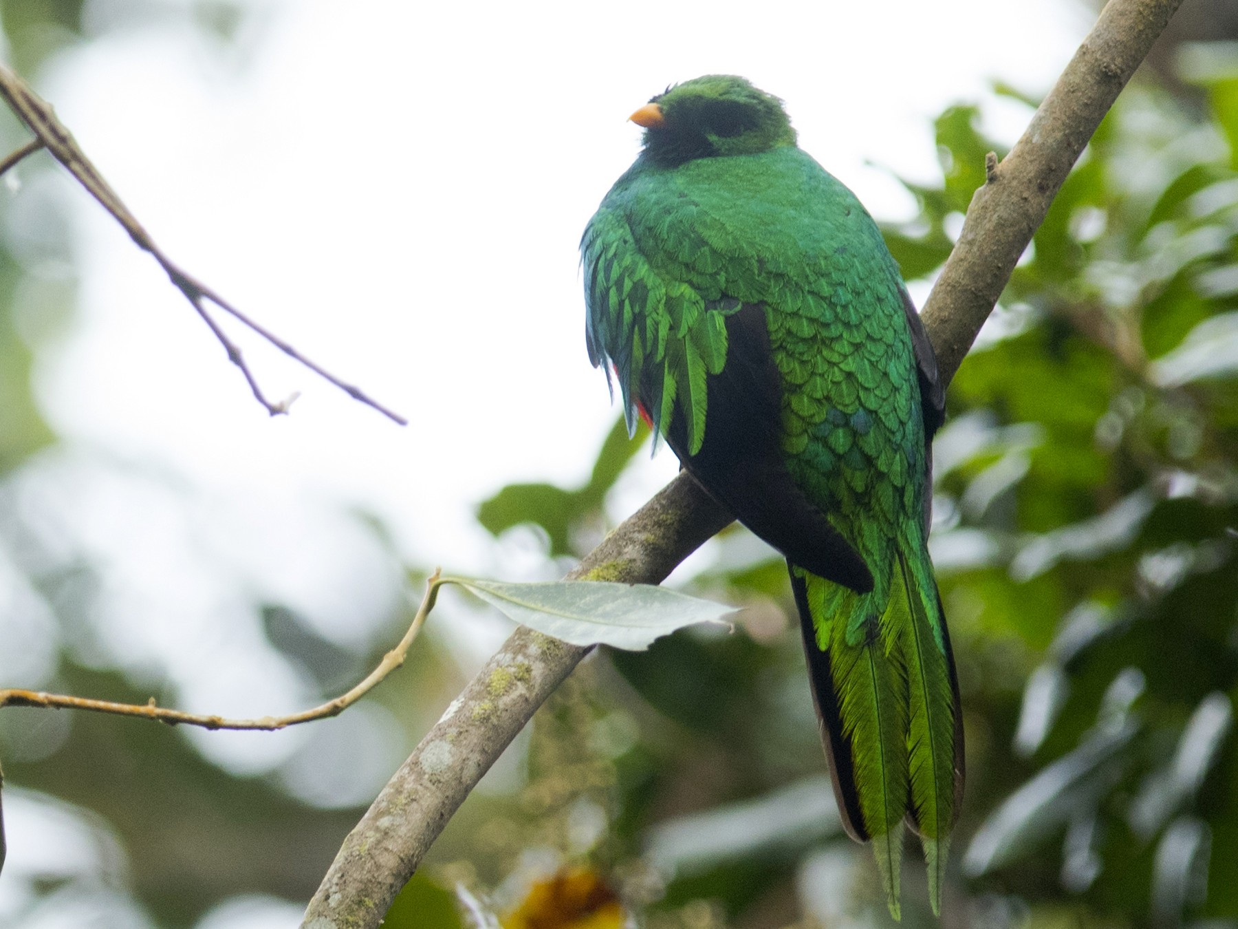 オジロカザリキヌバネドリ Ebird