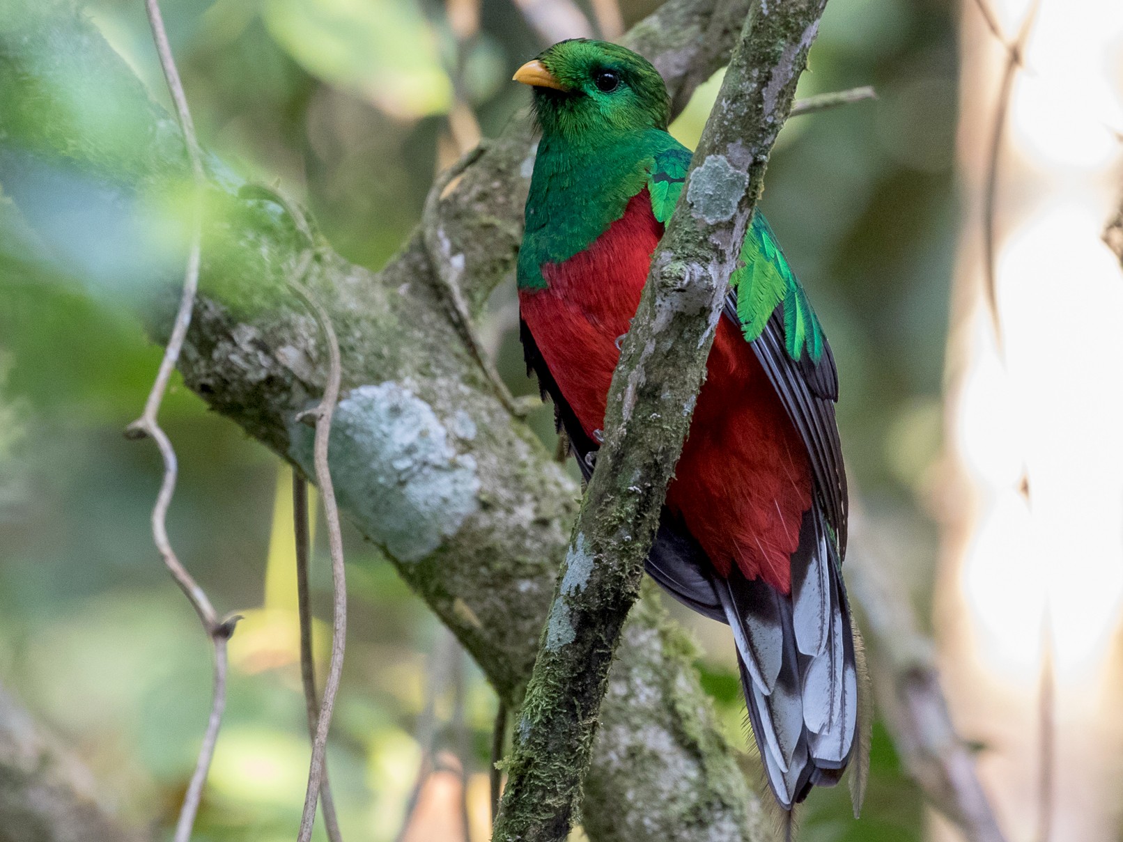 オジロカザリキヌバネドリ Ebird