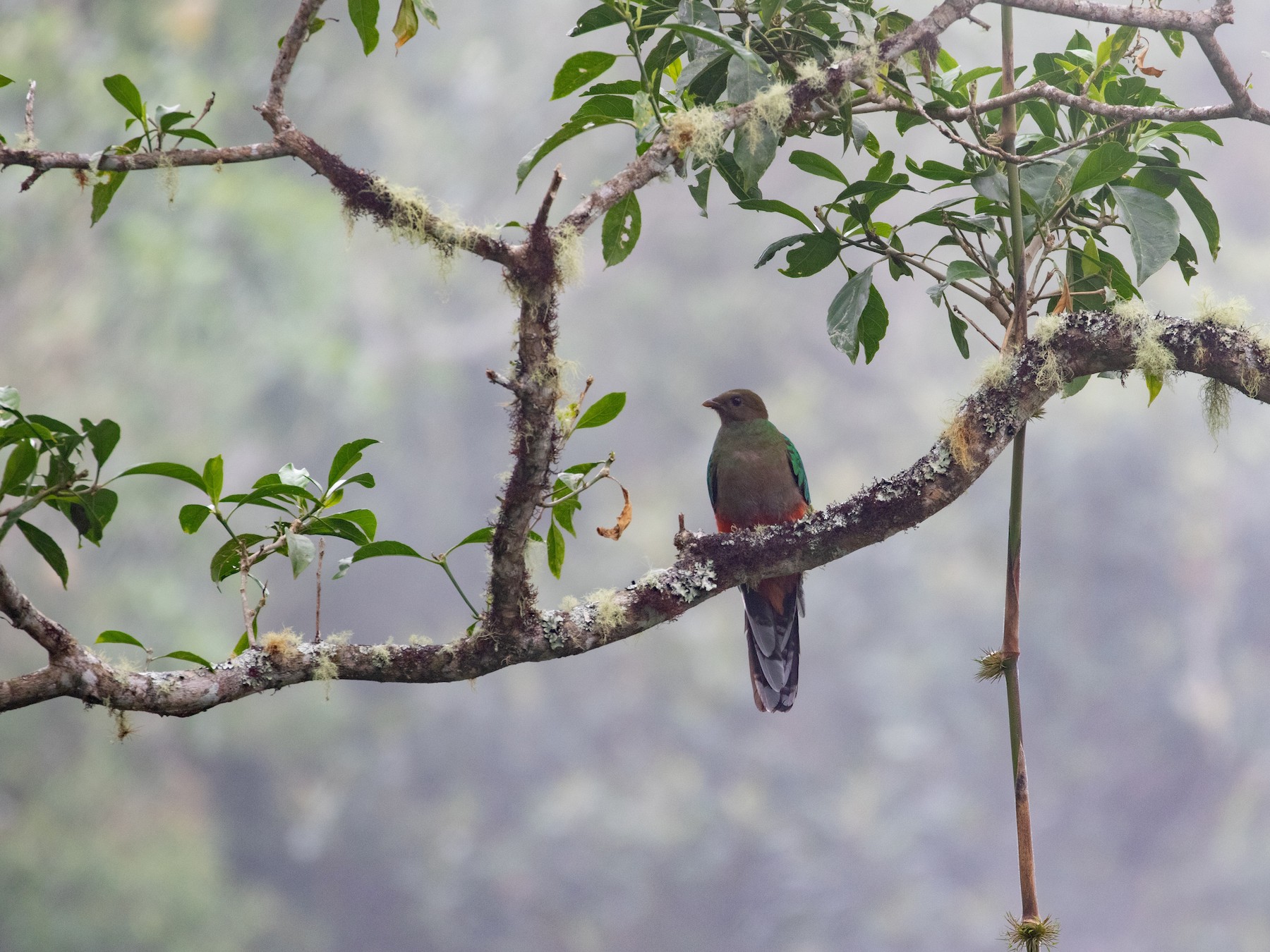 オジロカザリキヌバネドリ Ebird