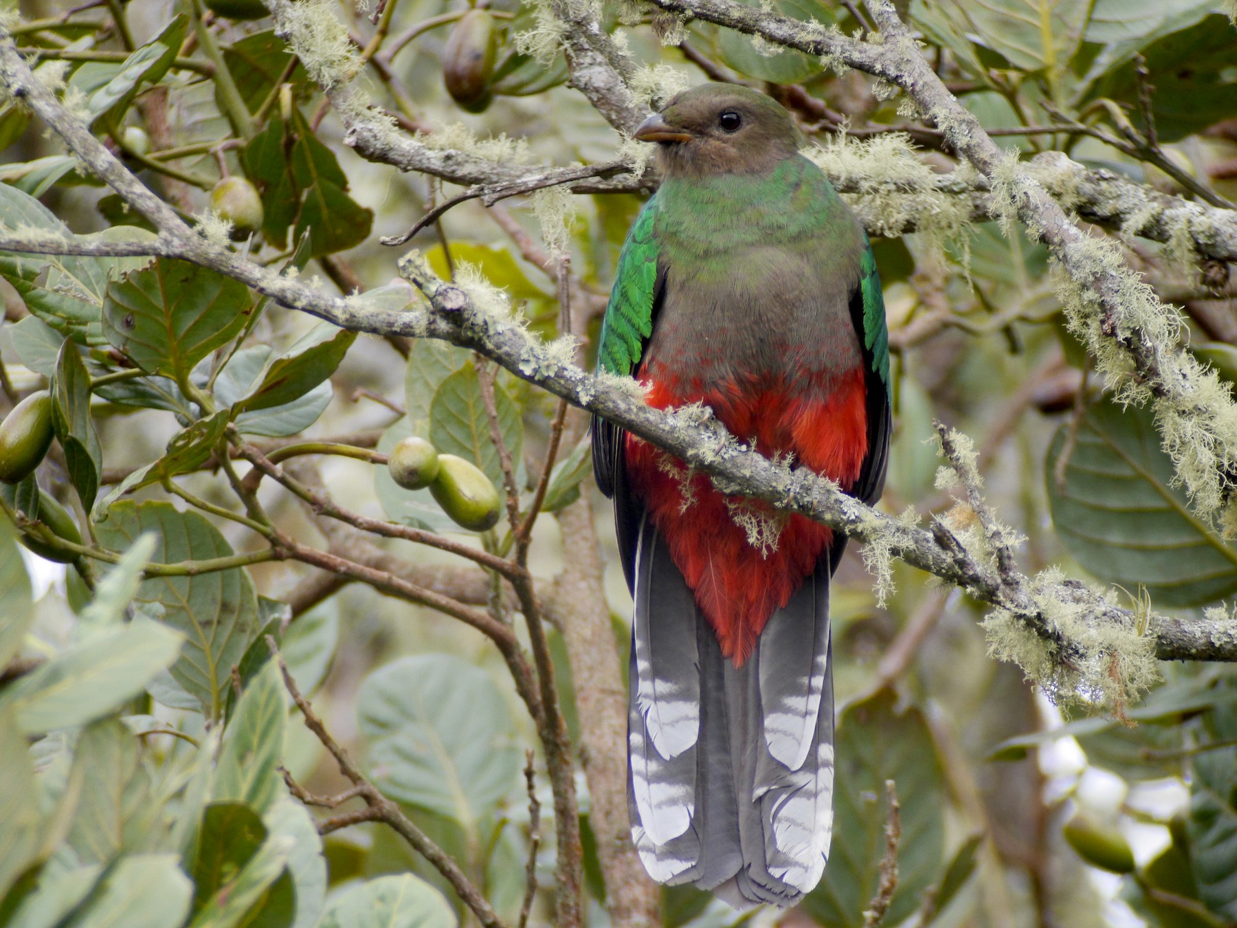 オジロカザリキヌバネドリ Ebird