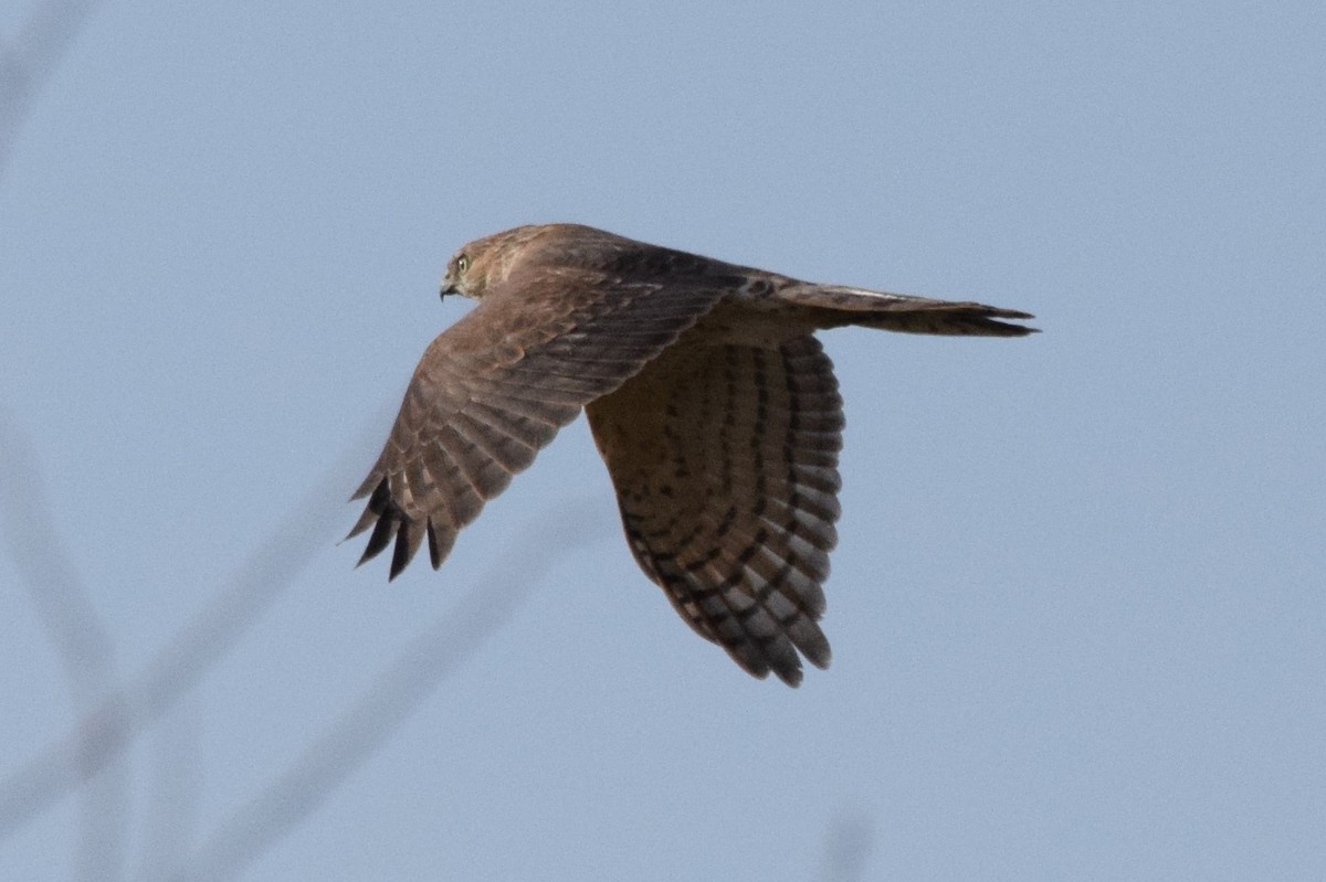 Eurasian Sparrowhawk - ML178027251