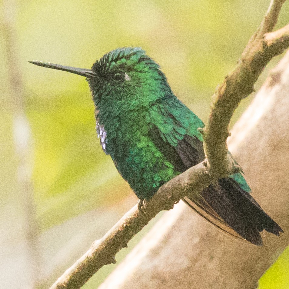 Blue-tailed Emerald - ML178027341