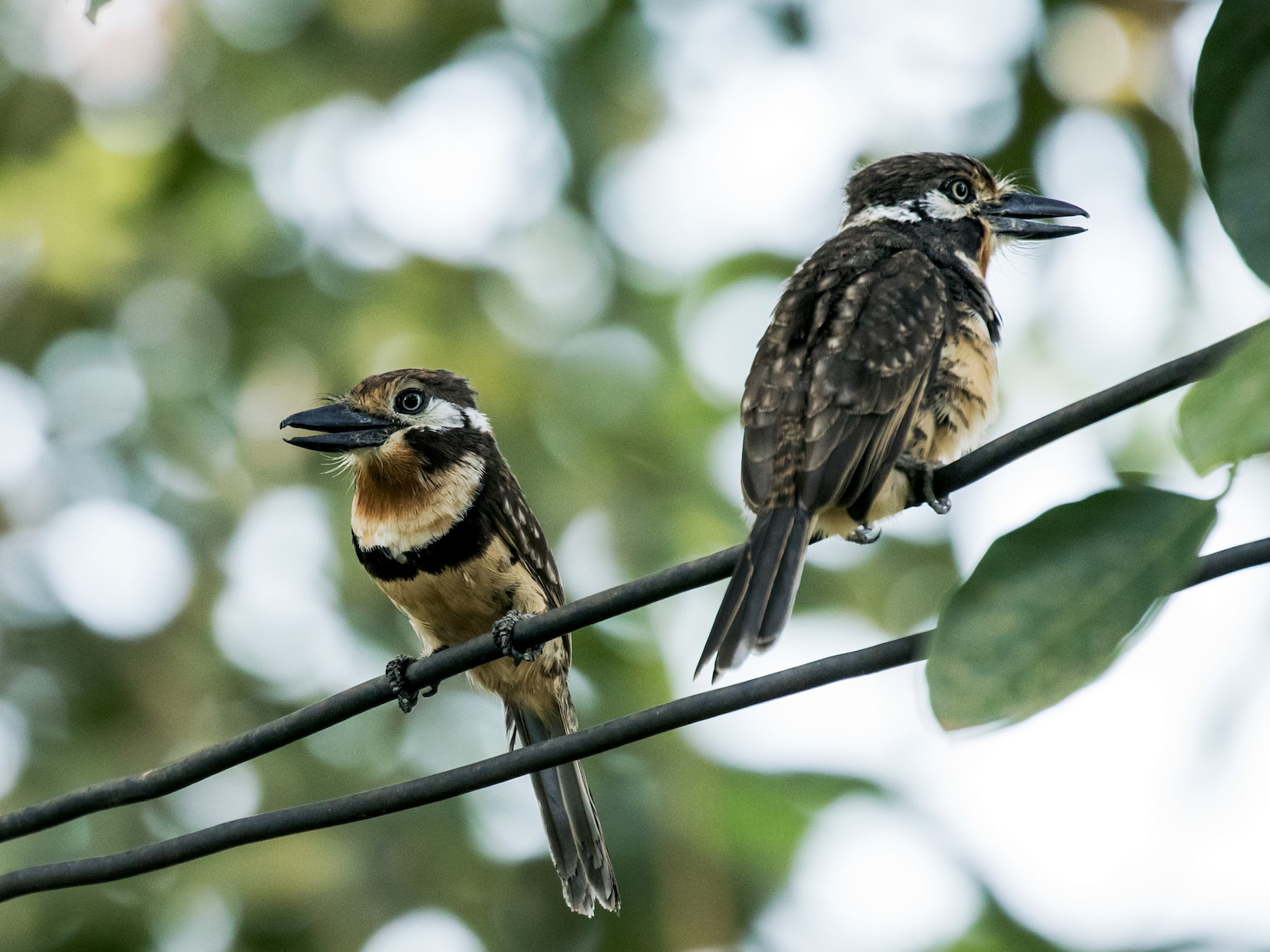 Russet-throated Puffbird - Nick Athanas