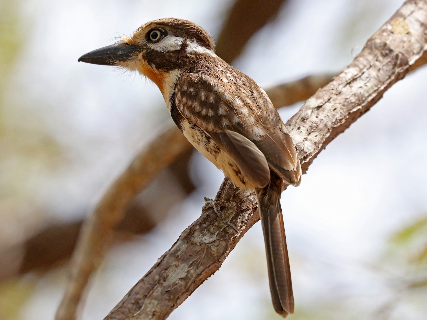 Russet-throated Puffbird - John Bruin