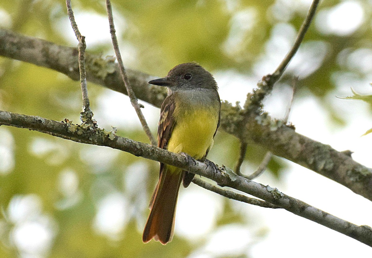 Great Crested Flycatcher - ML178030571