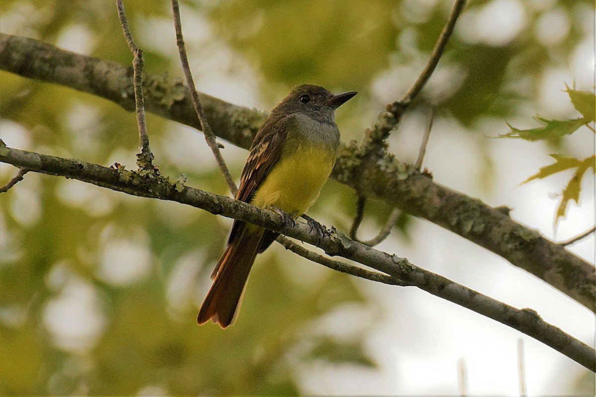 Great Crested Flycatcher - ML178030581