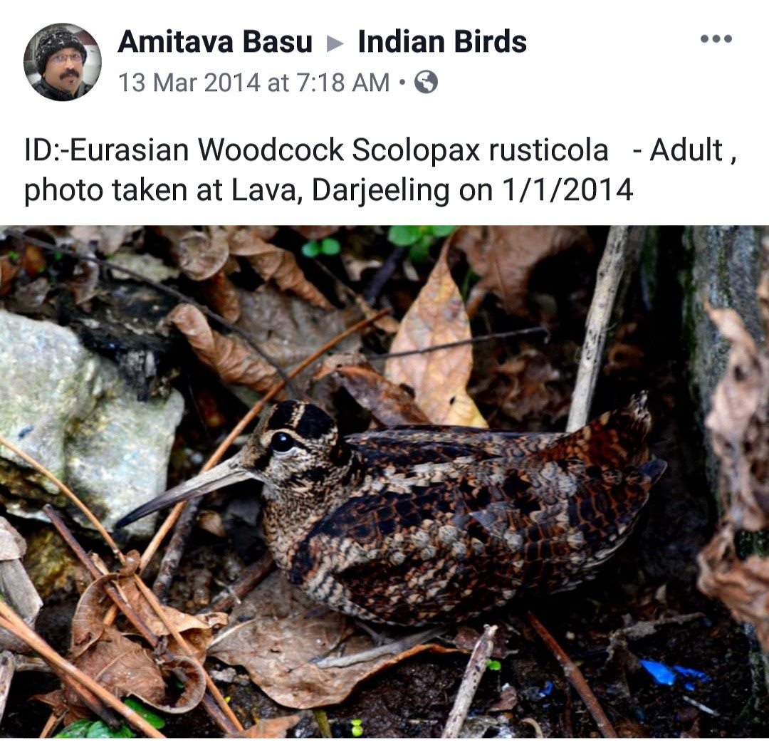 Eurasian Woodcock - Birdwatchers' Society of Bengal