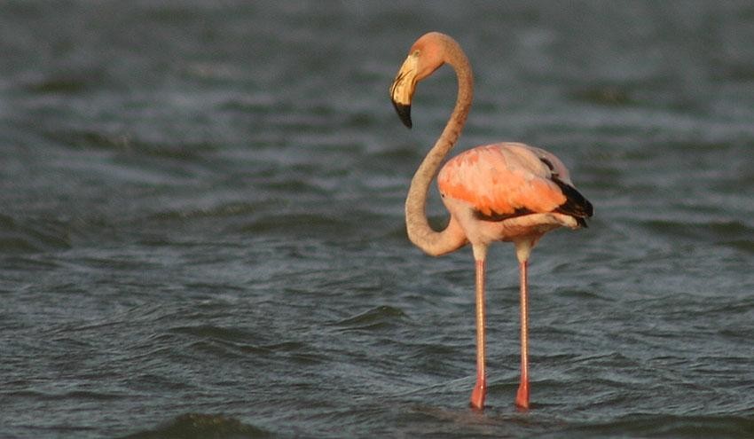 American Flamingo - Scotty Lofland