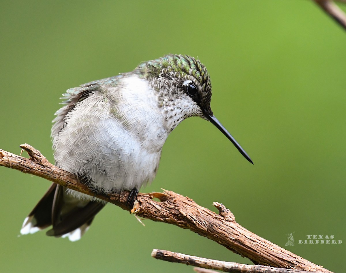Ruby-throated Hummingbird - Jo Willars