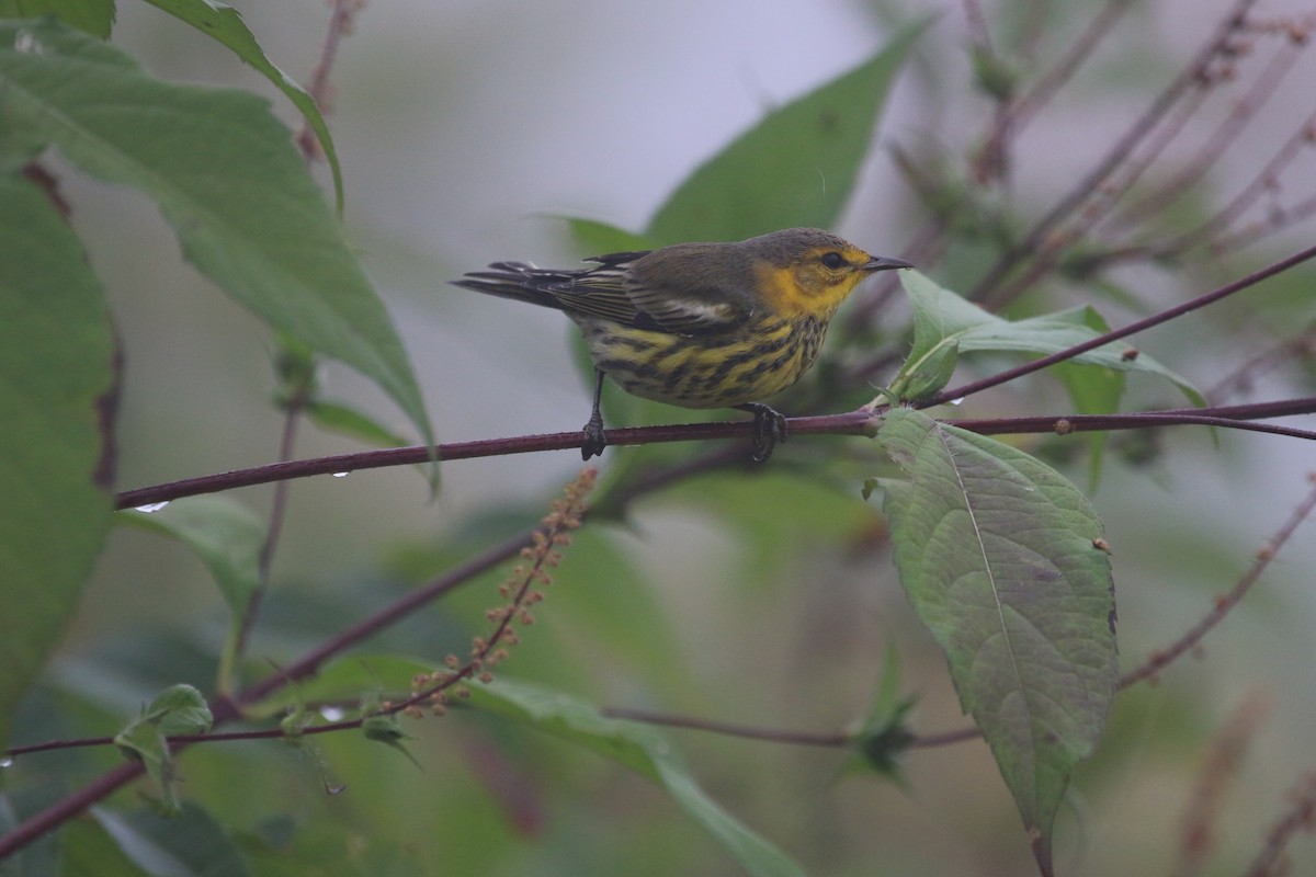 Cape May Warbler - ML178044071
