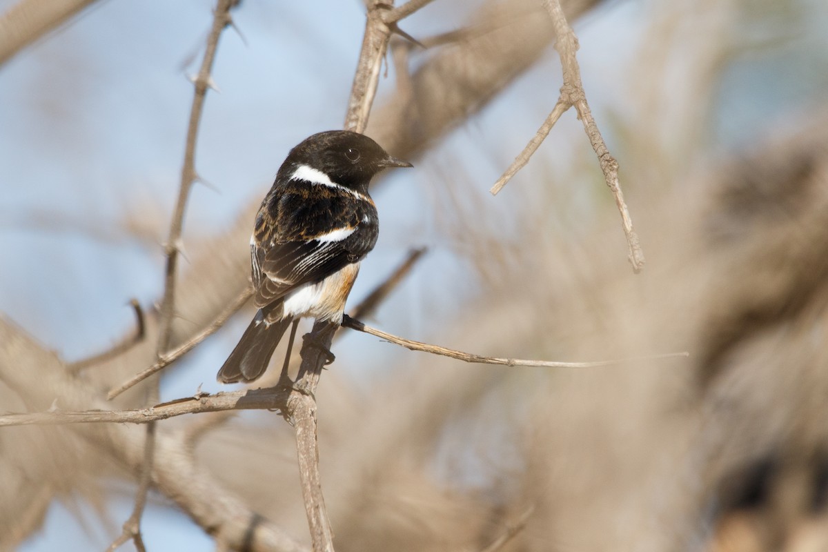 African Stonechat - ML178044671