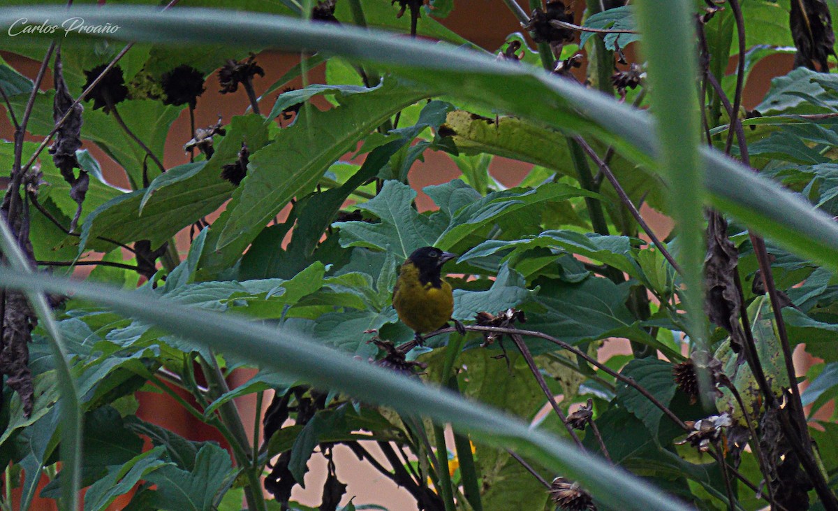 Olivaceous Siskin - ML178045631