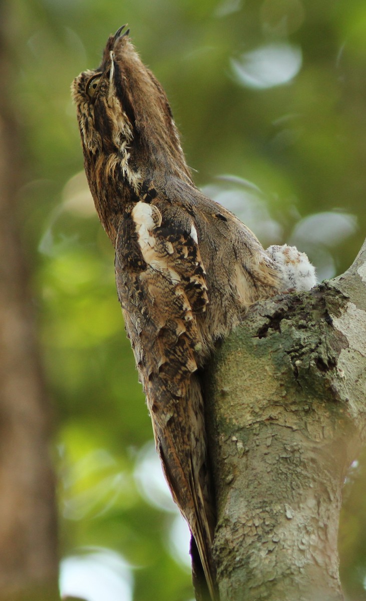 Long-tailed Potoo - Rich Hoyer