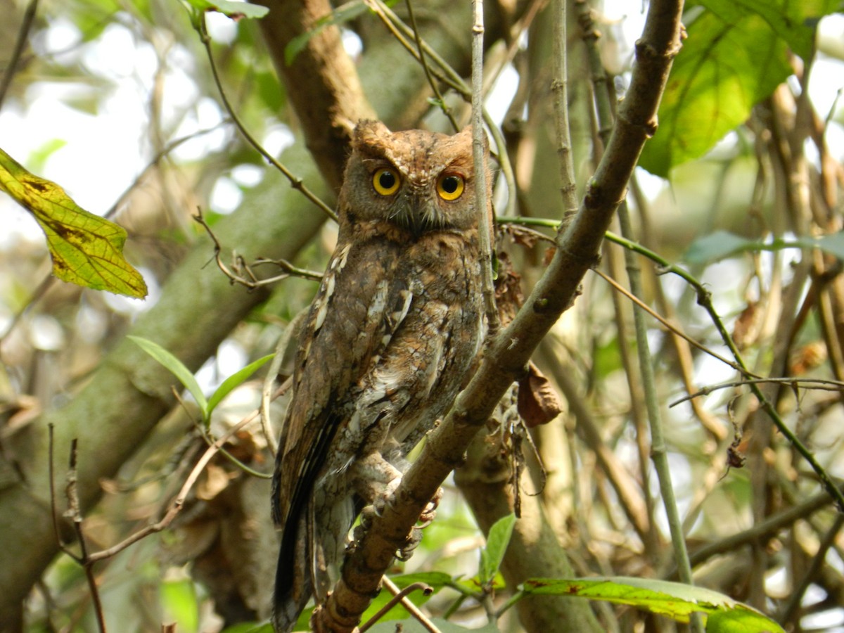 Oriental Scops-Owl - Kanad Baidya