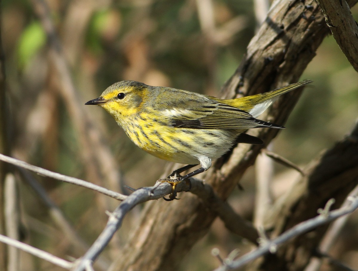 Cape May Warbler - Taylor Sturm