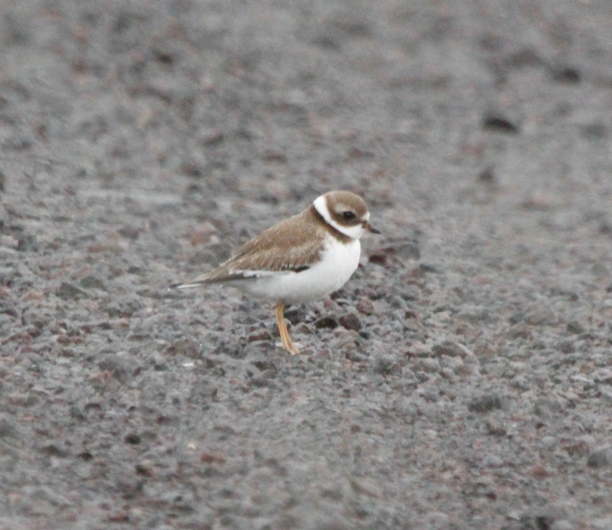 Semipalmated Plover - ML178047811