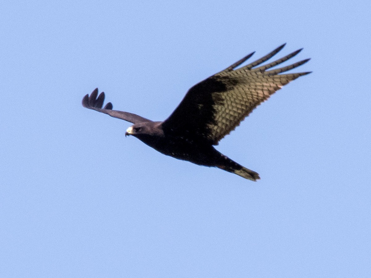Zone-tailed Hawk - Alison Davies