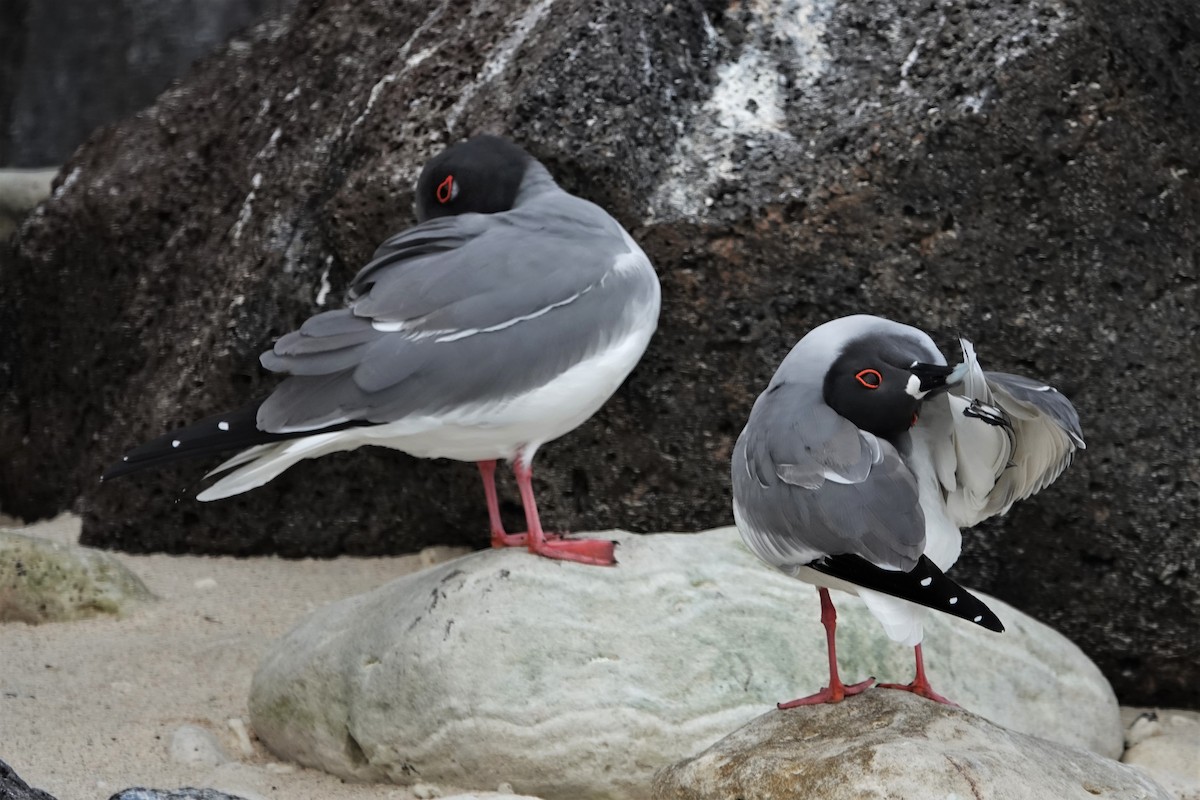 Swallow-tailed Gull - ML178051201