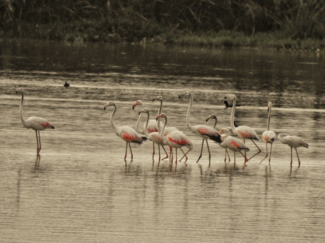 Greater Flamingo - Praveen Tangirala