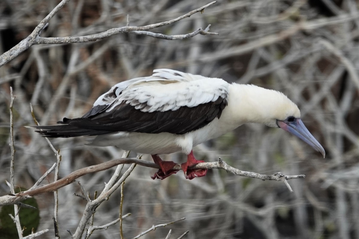 Red-footed Booby - Dick Plambeck