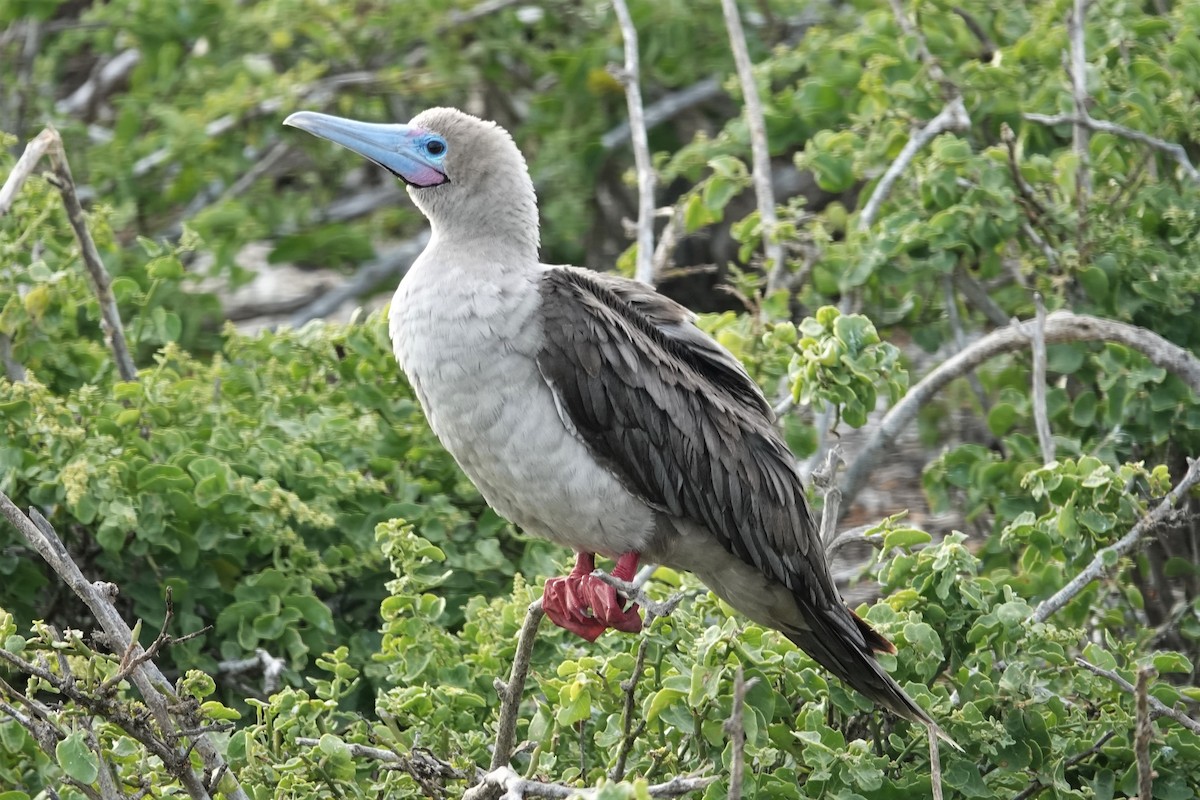 Red-footed Booby - ML178051721