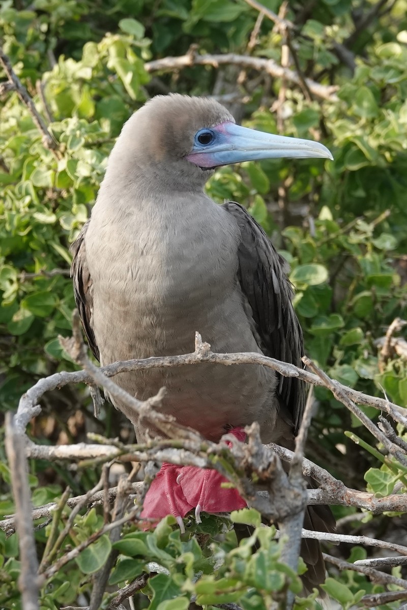 Red-footed Booby - Dick Plambeck