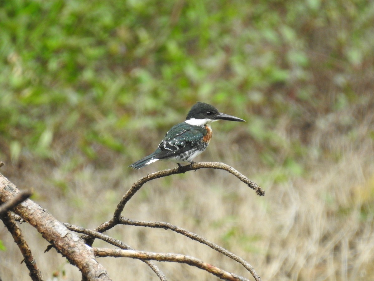 Green Kingfisher - Rudy Botzoc @ChileroBirding