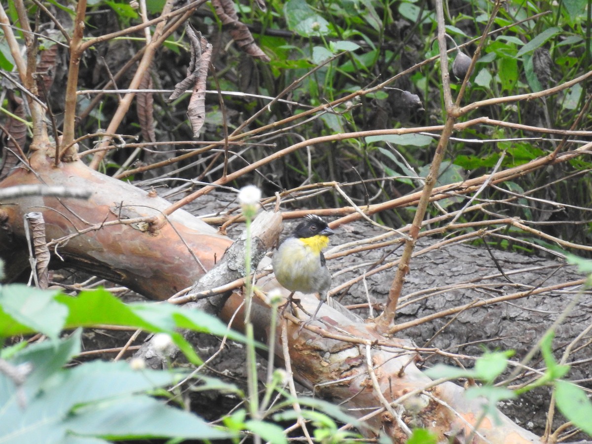 White-naped Brushfinch (Yellow-throated) - ML178058391