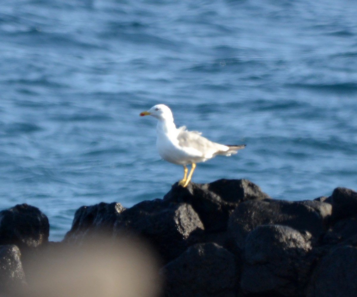 Yellow-legged Gull - ML178059461