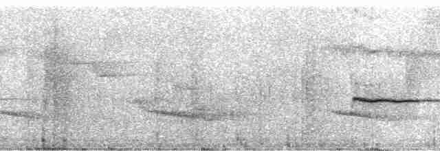 Pullu Çıtkuşu [marginatus grubu] - ML17806
