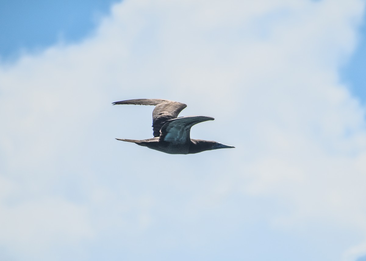 Brown Booby - ML178061771
