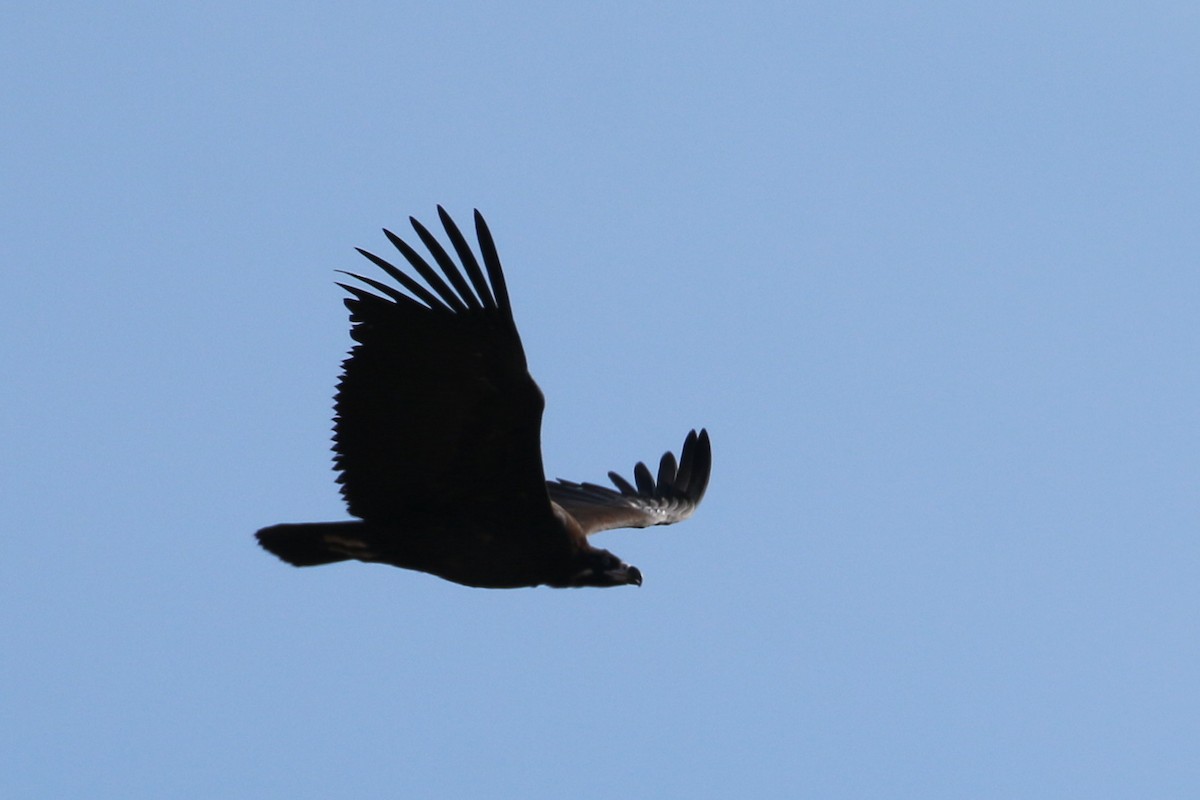 Cinereous Vulture - ML178062701