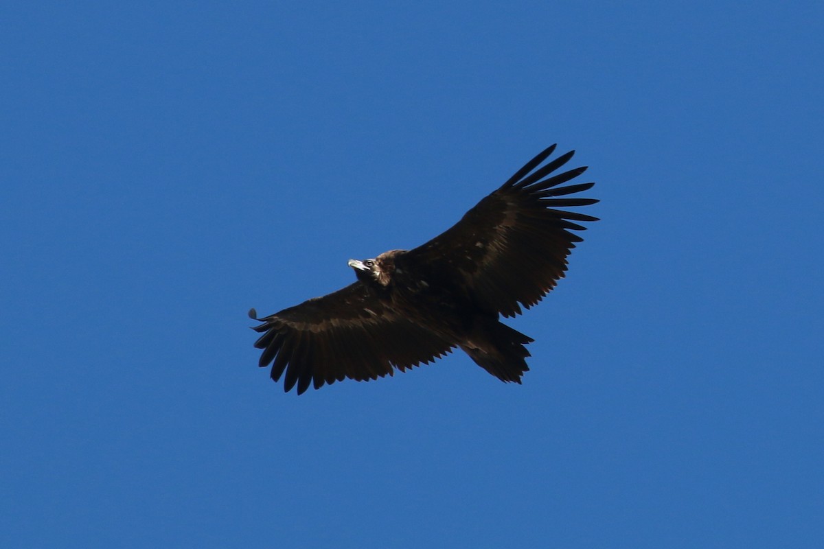 Cinereous Vulture - ML178062721