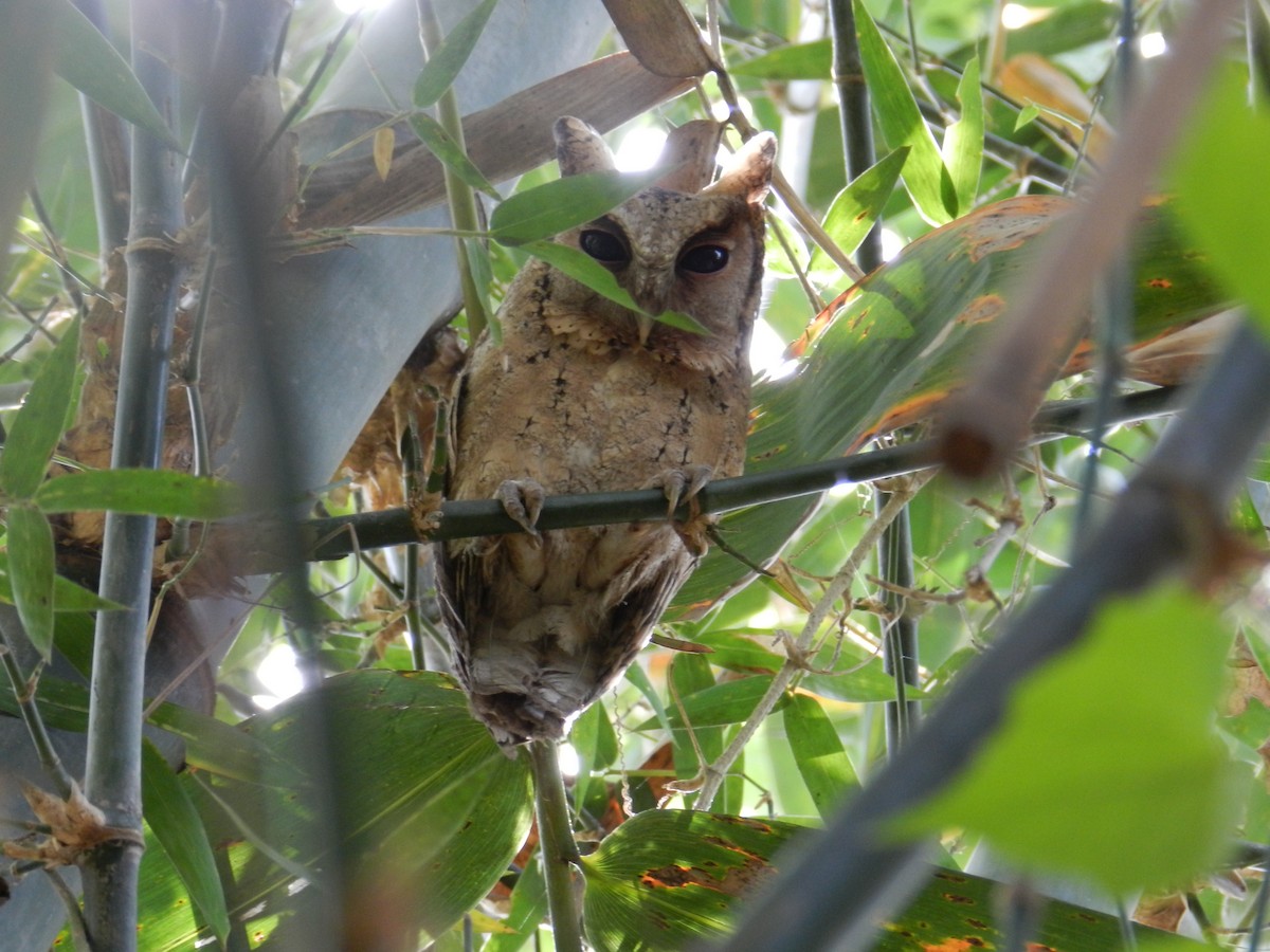 Collared Scops-Owl - Kanad Baidya
