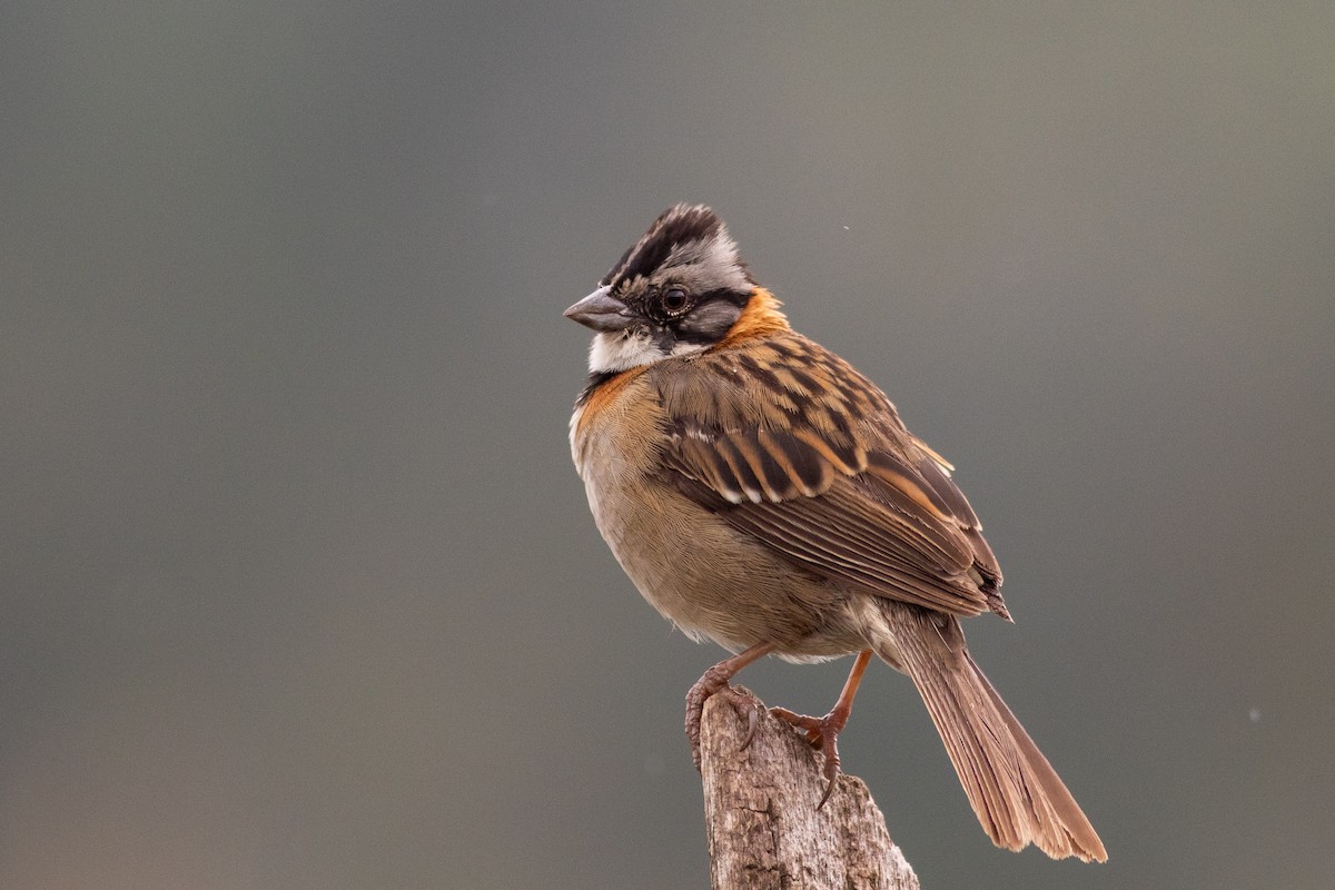 Rufous-collared Sparrow - Francis Canto Jr
