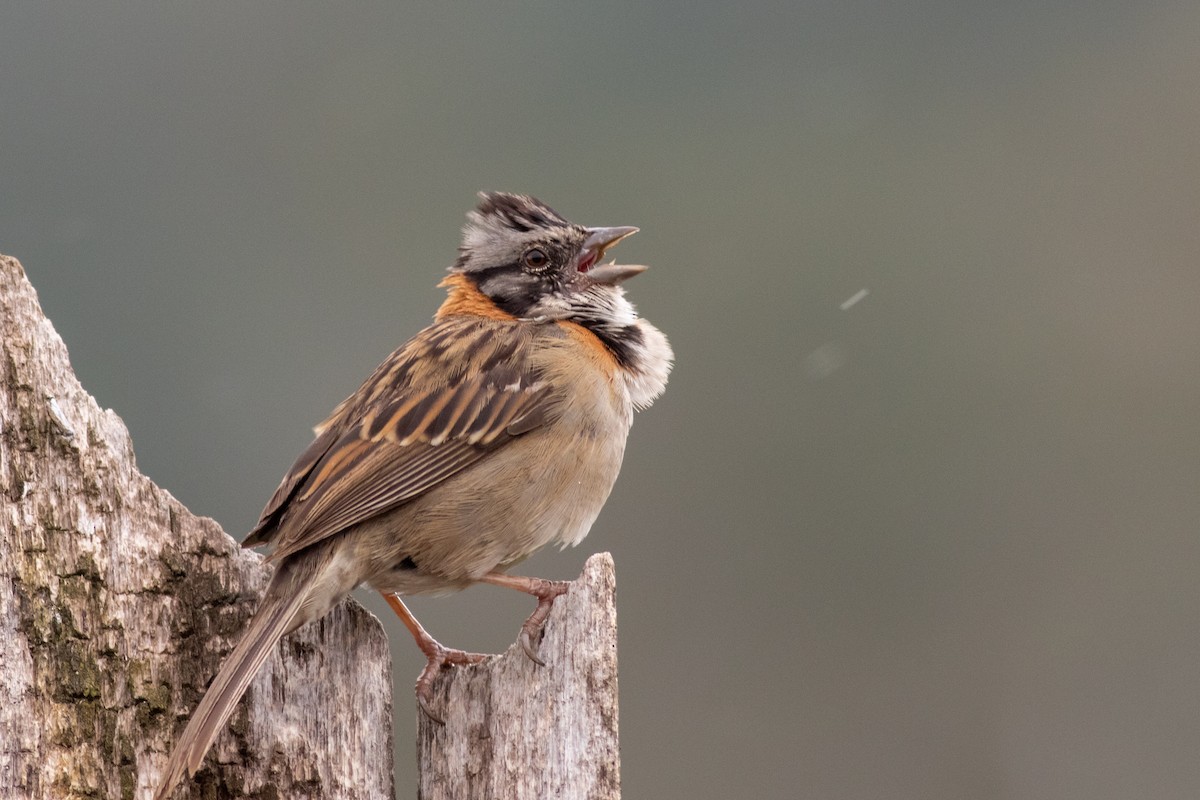 Rufous-collared Sparrow - ML178064441