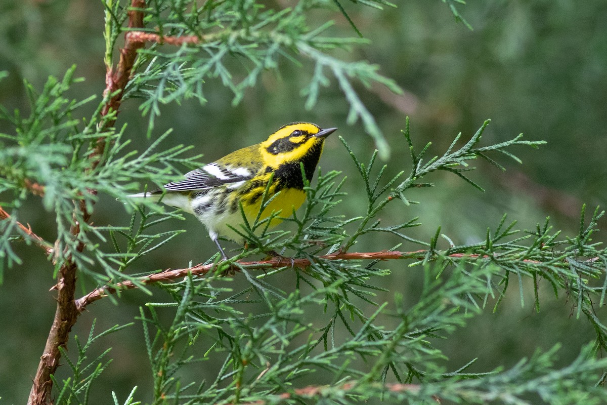 Townsend's Warbler - Francis Canto Jr