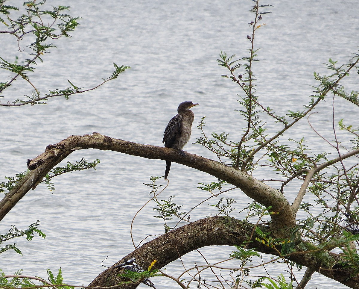 Long-tailed Cormorant - ML178065741