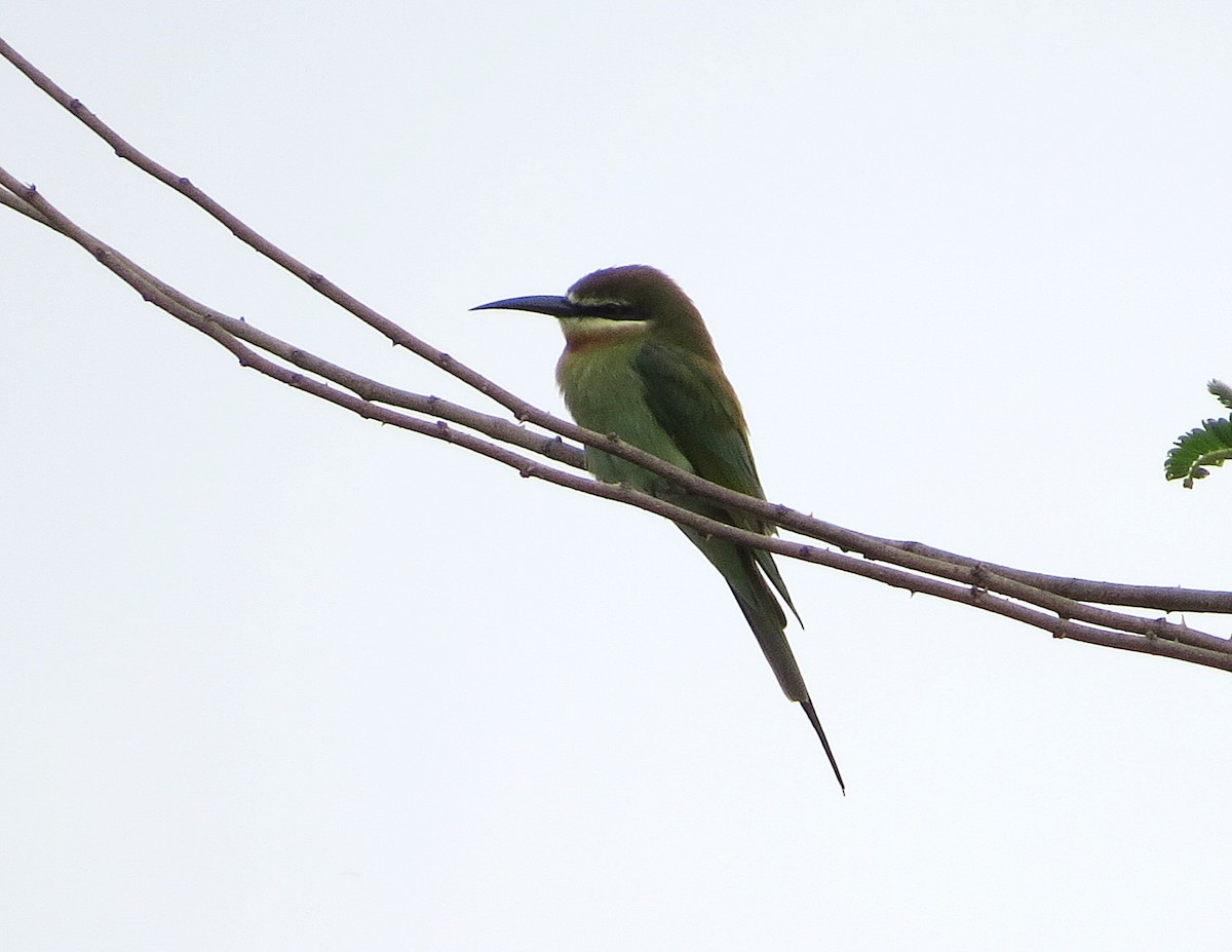 Madagascar Bee-eater - Mike Wheeler