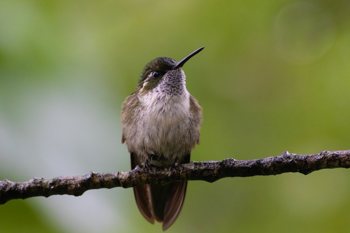 Green-throated Mountain-gem - Francis Canto Jr
