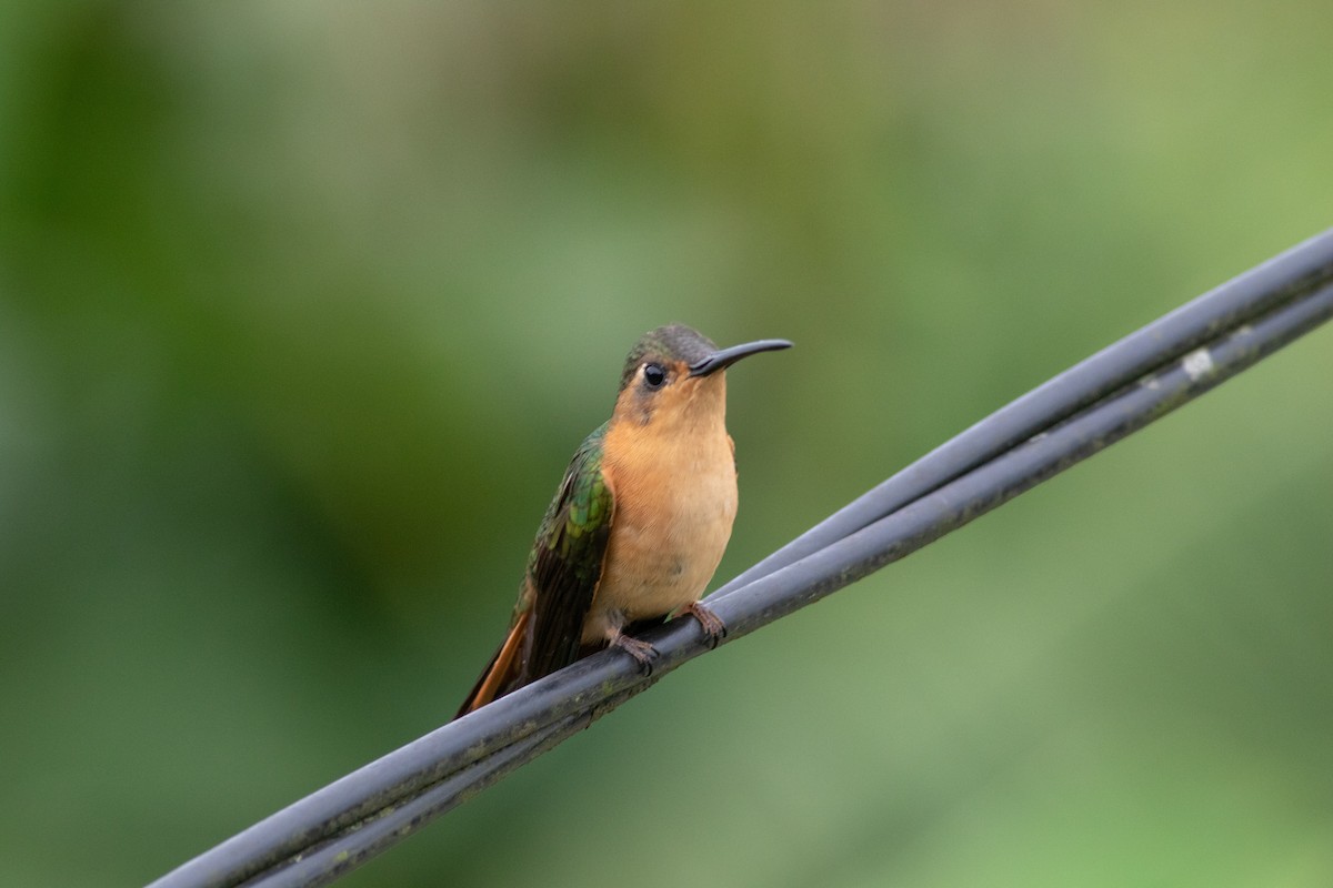 kolibřík pestroocasý - ML178067321