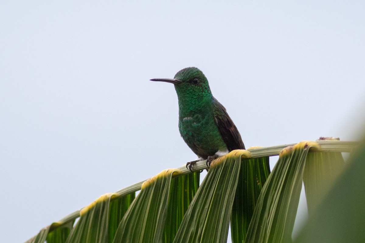 Blue-tailed Hummingbird - ML178067351