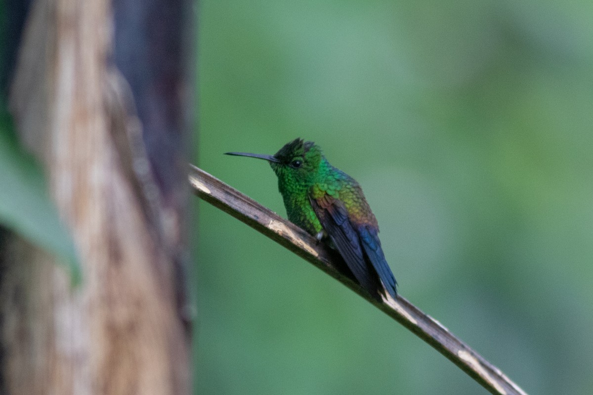 Blue-tailed Hummingbird - Francis Canto Jr