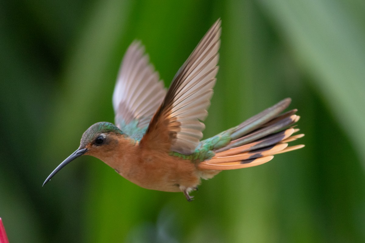 kolibřík pestroocasý - ML178067381