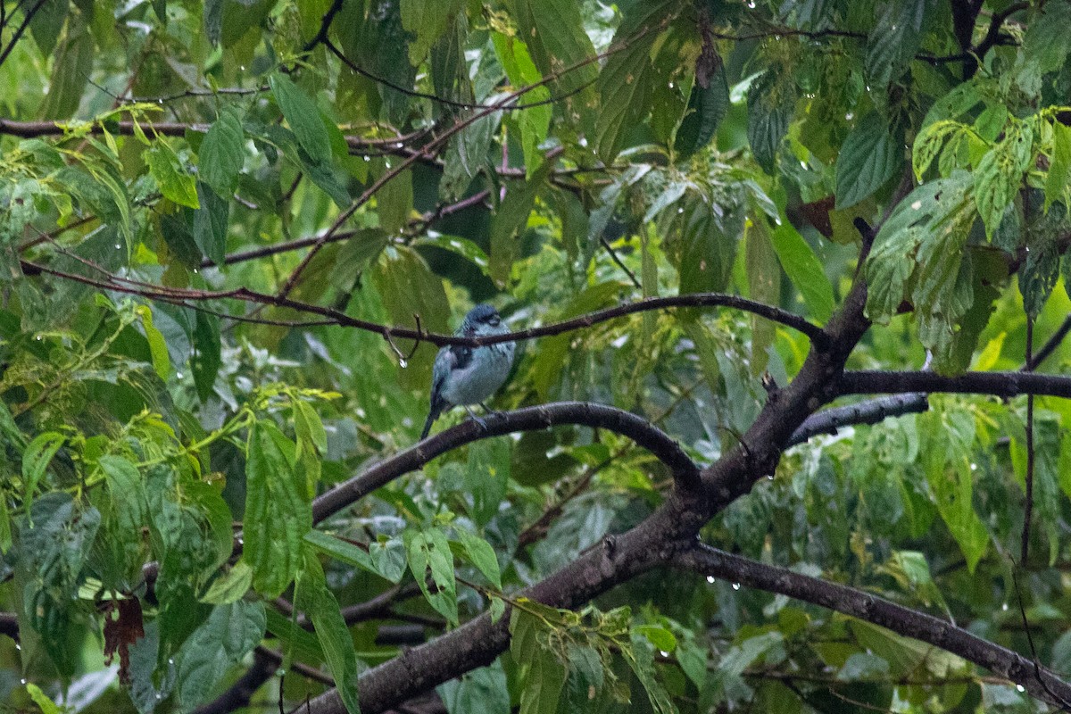 Azure-rumped Tanager - ML178067711