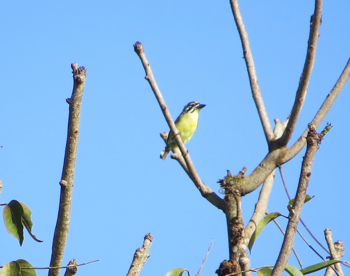 Yellow-fronted Tinkerbird - Mike Wheeler