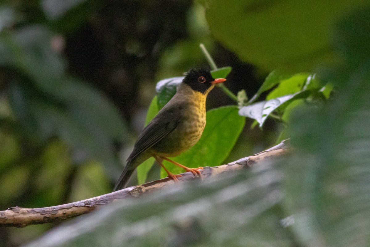 Yellow-throated Nightingale-Thrush - Francis Canto Jr