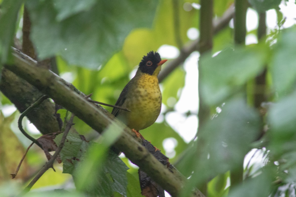 Yellow-throated Nightingale-Thrush - ML178069471